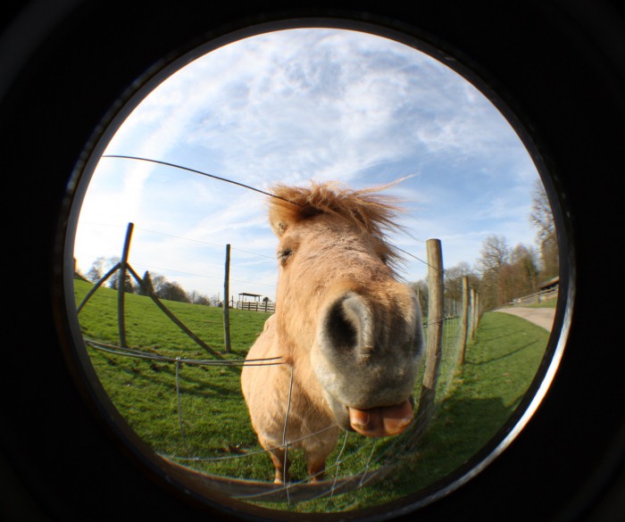 Pony_ CC by Nicki