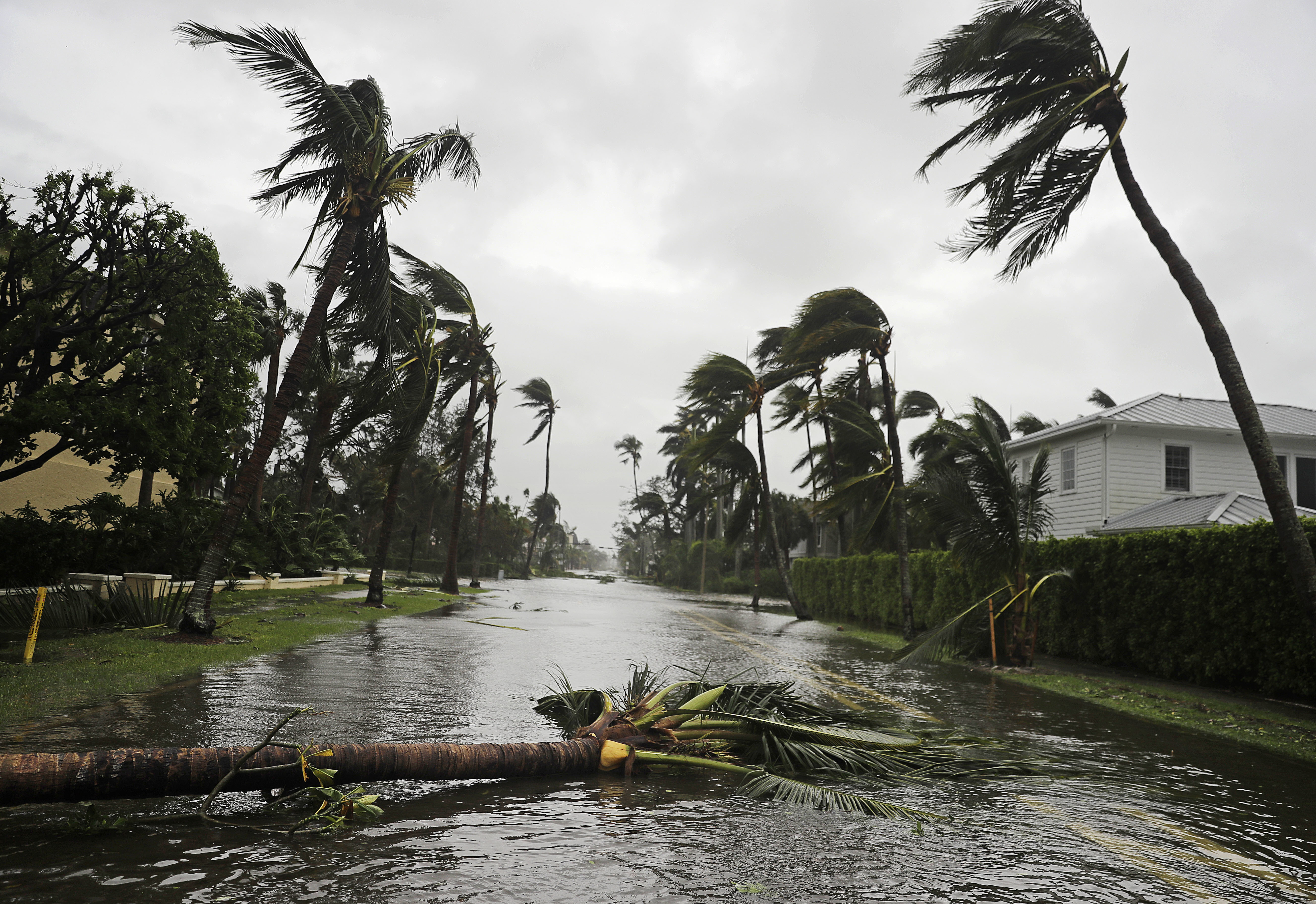 Тропический тайфун. Ураган на Ямайке. Тропический ураган. Климат Флориды ураганы. Ураган в Океании.