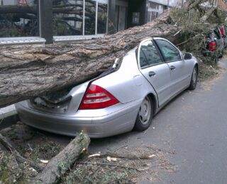 Ein umgefallener Baum liegt auf einem Auto.